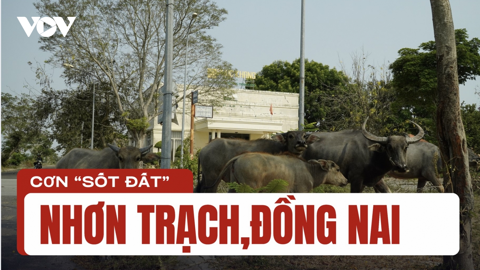 Cơn "sốt đất" và biểu hiện lạ của giám đốc Văn phòng Đăng ký Đất đai huyện Nhơn Trạch